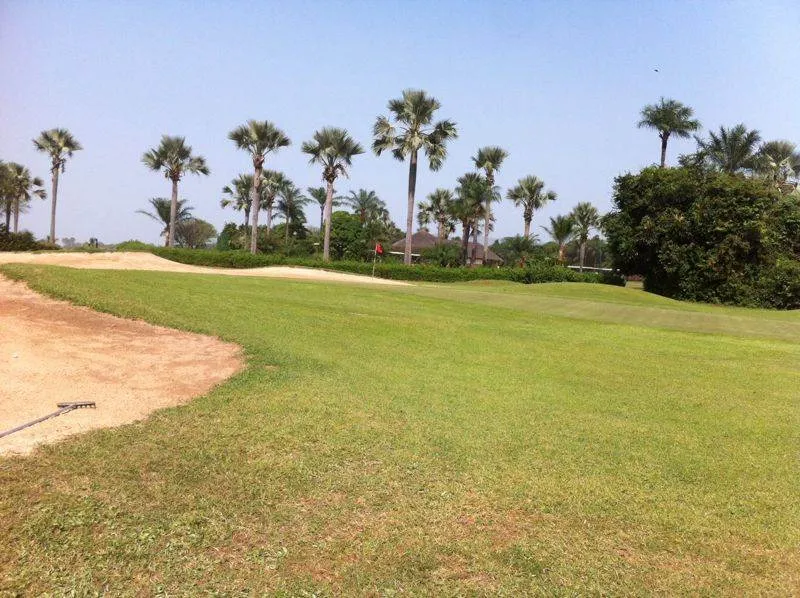 Fairway bordé de palmiers